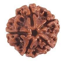 5 Mukhi Rudraksha