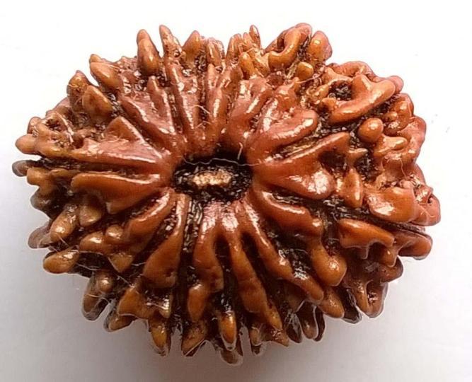 14 Mukhi Rudraksha