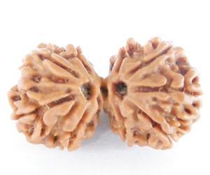 Gauri Shankar Rudraksha