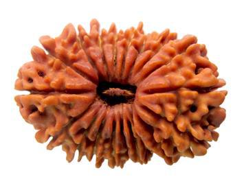 19 Mukhi Rudraksha