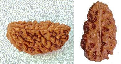 1 Mukhi Rudraksha (Alternate Image)