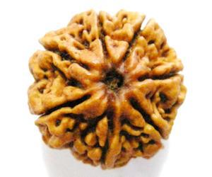 7 Mukhi Rudraksha