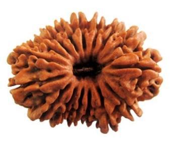 16 Mukhi Rudraksha
