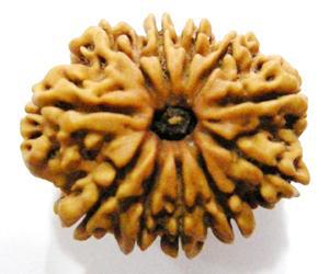 10 Mukhi Rudraksha