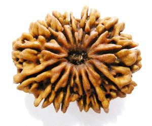13 Mukhi Rudraksha