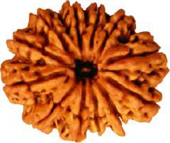 12 Mukhi Rudraksha