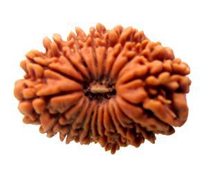 20 Mukhi Rudraksha